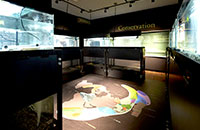 うなぎ展示室２（中央の床に世界のウナギの地理分布がグラフィックで描かれている）